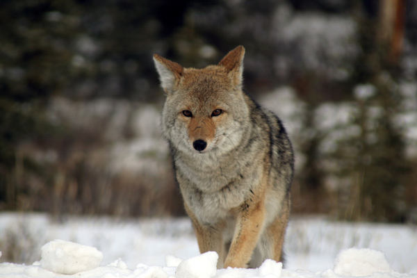 Coyote In The Snow