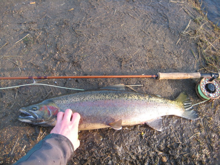 Steelhead