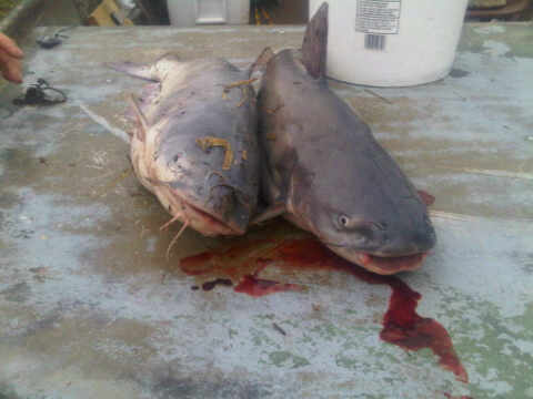 Two Nice Blues